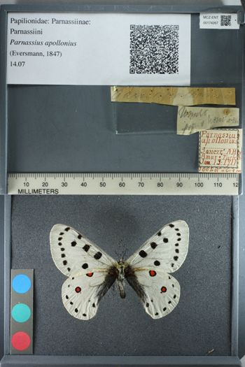 Media type: image;   Entomology 174267